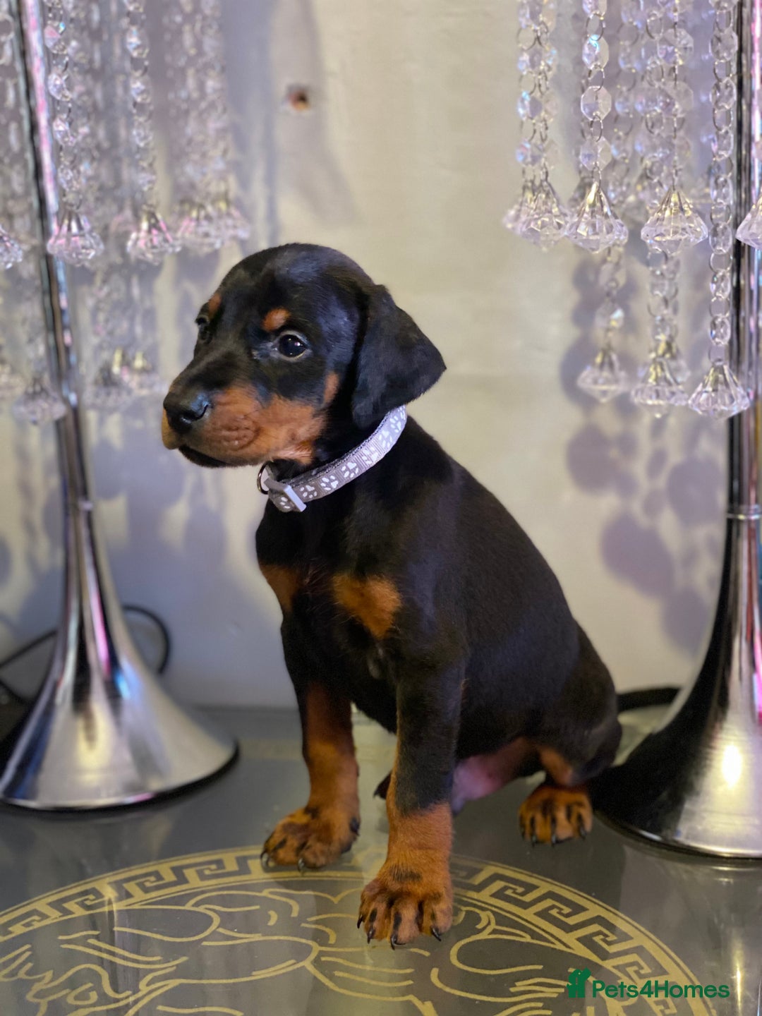Dobermann dogs for sale: Gorgeous Eu**an Dobermann Puppies - Image 20