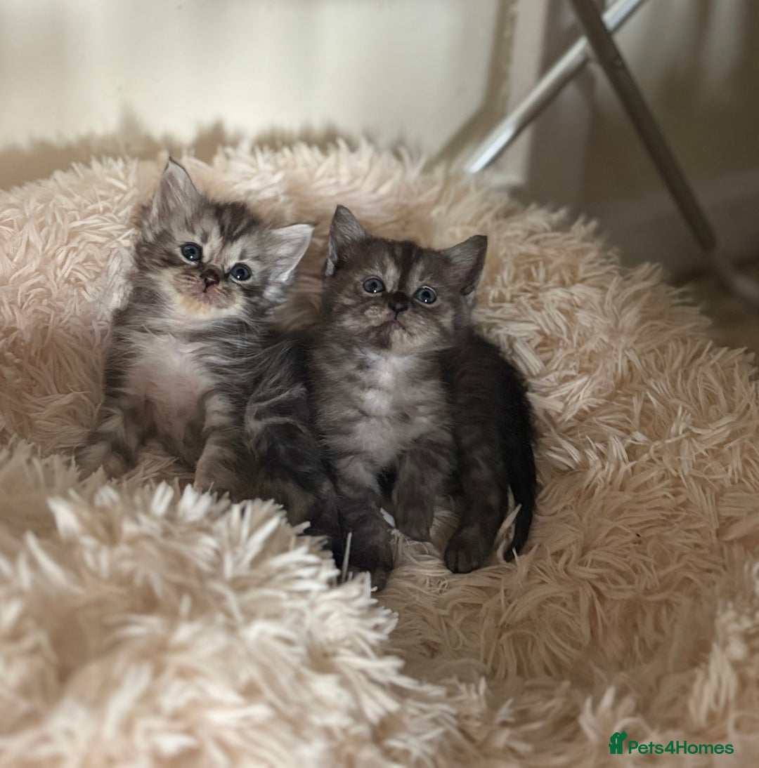 Ragdoll cats for sale: 4 lush kittens looking for home  - Image 2
