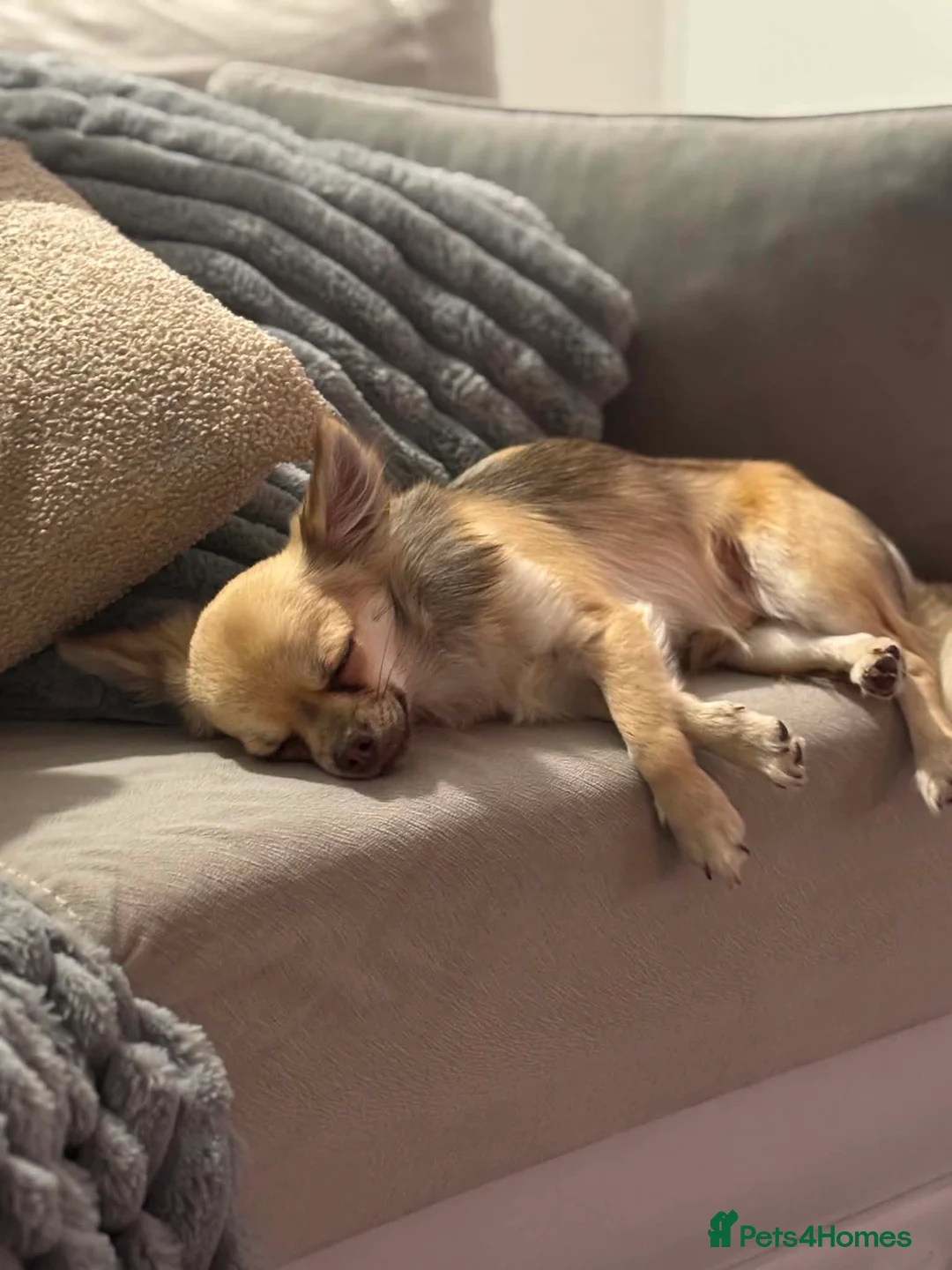 Chihuahua dogs for sale: Stunning Long Haired Chihuahua Puppies - Advert 35