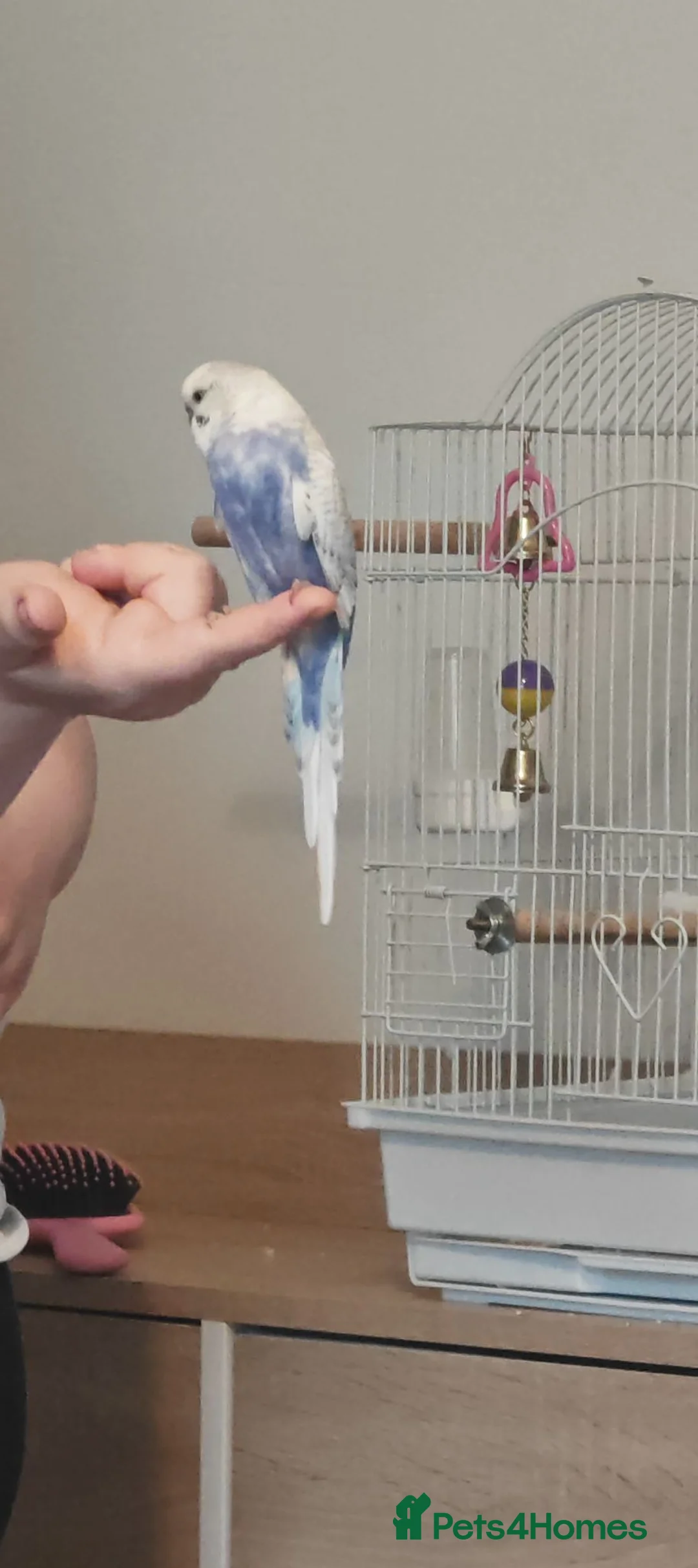 Budgerigars birds for sale: Male budgie  - Advert 2