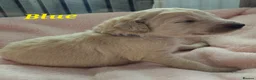 Double Doodle dogs for sale: Double Doodle Puppies (Hypoallergenic) - Advert 24