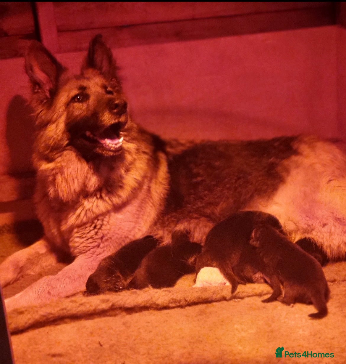 German Shepherd dogs 💙💙Ready Now!! KC Reg German Shepherds💙💙 - Advert 1