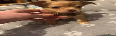 Chihuahua 3