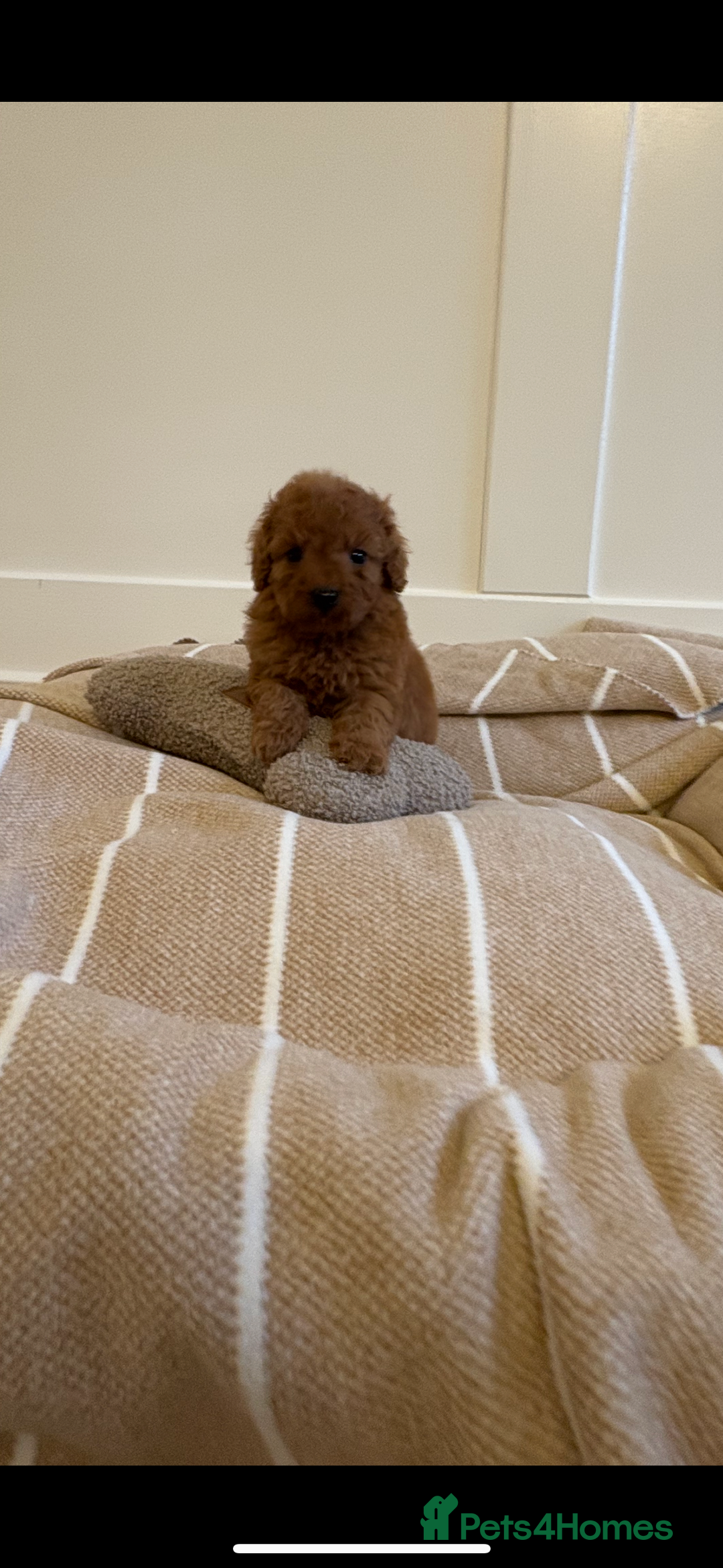 Cavapoo dogs for sale: LICENSED BREEDER QUALITY HEALTH TESTED CAVAPOOS - Advert 11