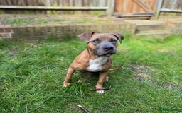 Mixed Breed dogs for sale: Thor- FREE needs rehoming asap - Image 3