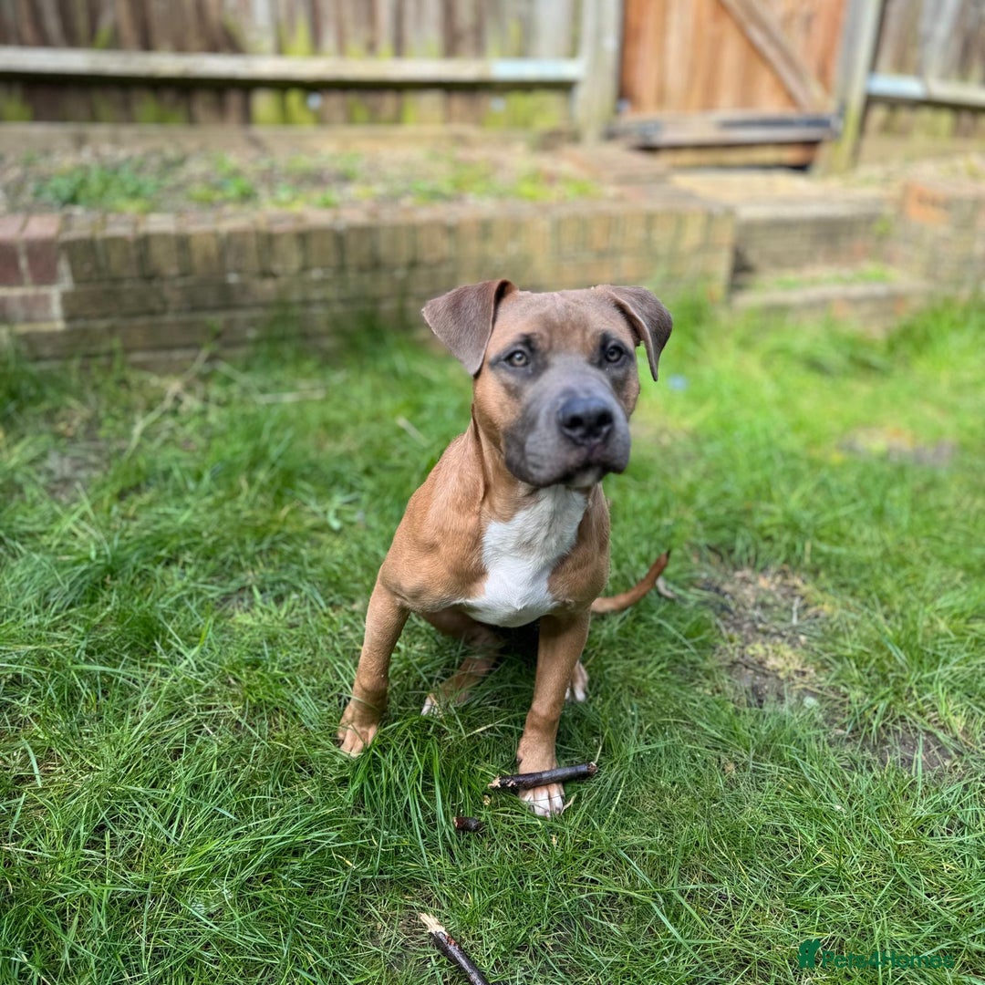 Mixed Breed dogs for sale: Thor- FREE needs rehoming asap - Image 3