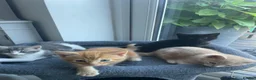 Maine Coon cats for sale: Maine coon crossed kittens for sale - Advert 3