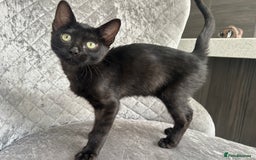 Bengal cats for sale: Two adorable Blue/Melanistic Bengal Kittens TICA  in Benfleet - Image 27