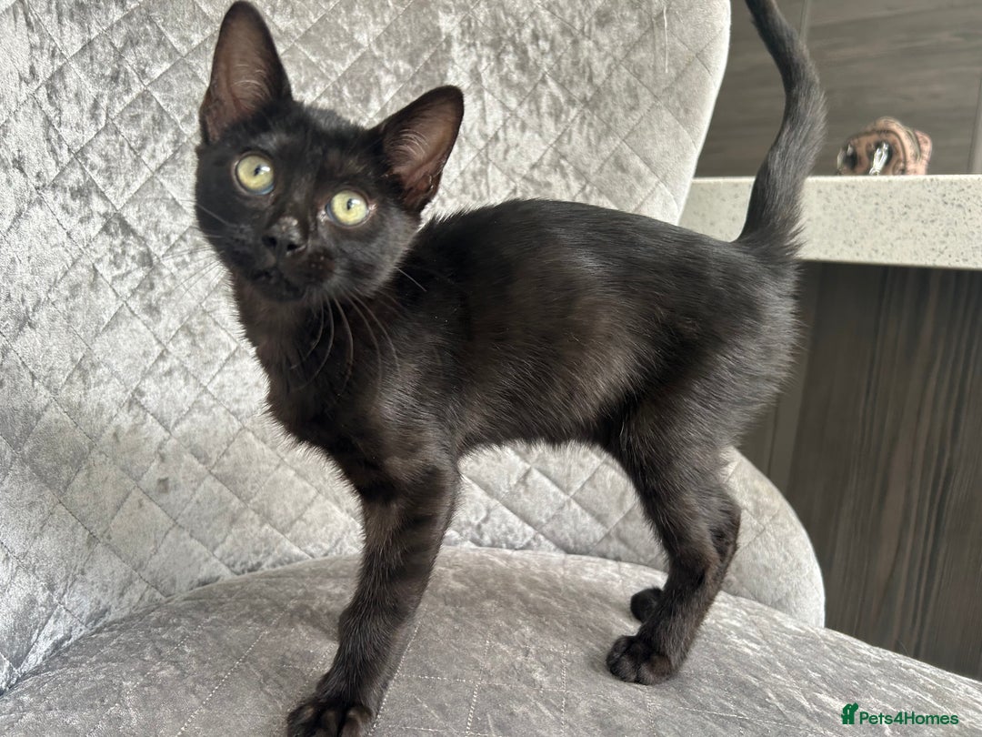 Bengal cats for sale: Two adorable Blue/Melanistic Bengal Kittens TICA  in Benfleet - Image 27