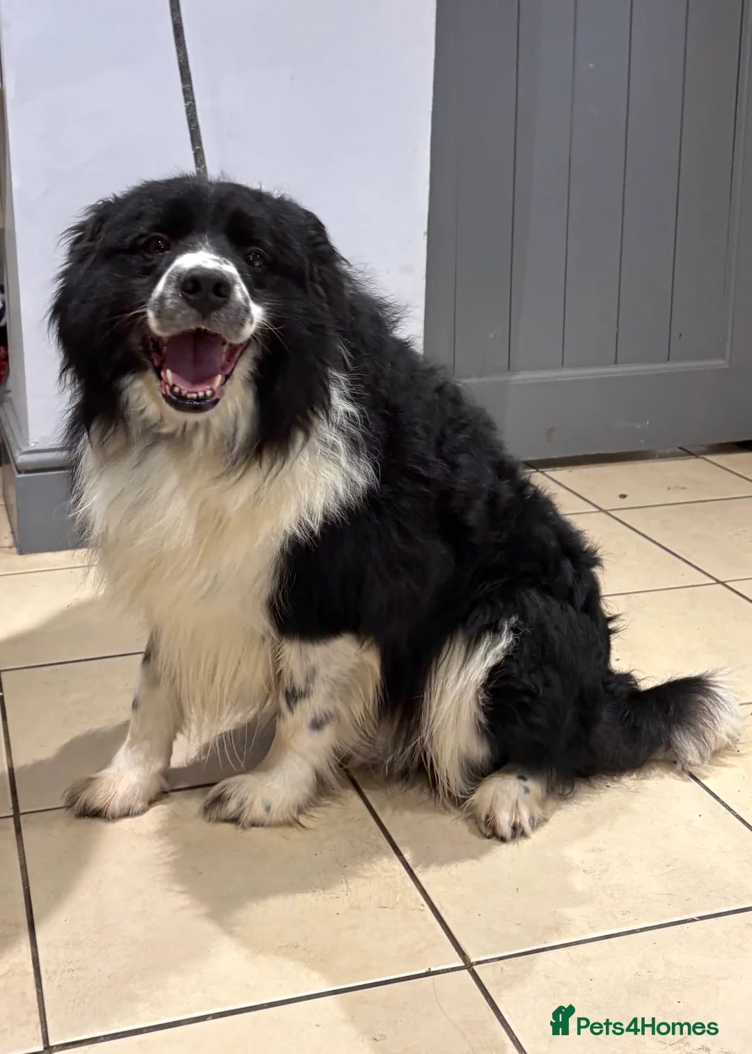 Border Collie dogs for stud: Finn Our Handsome Border Collie STUD ONLY  - Advert 7