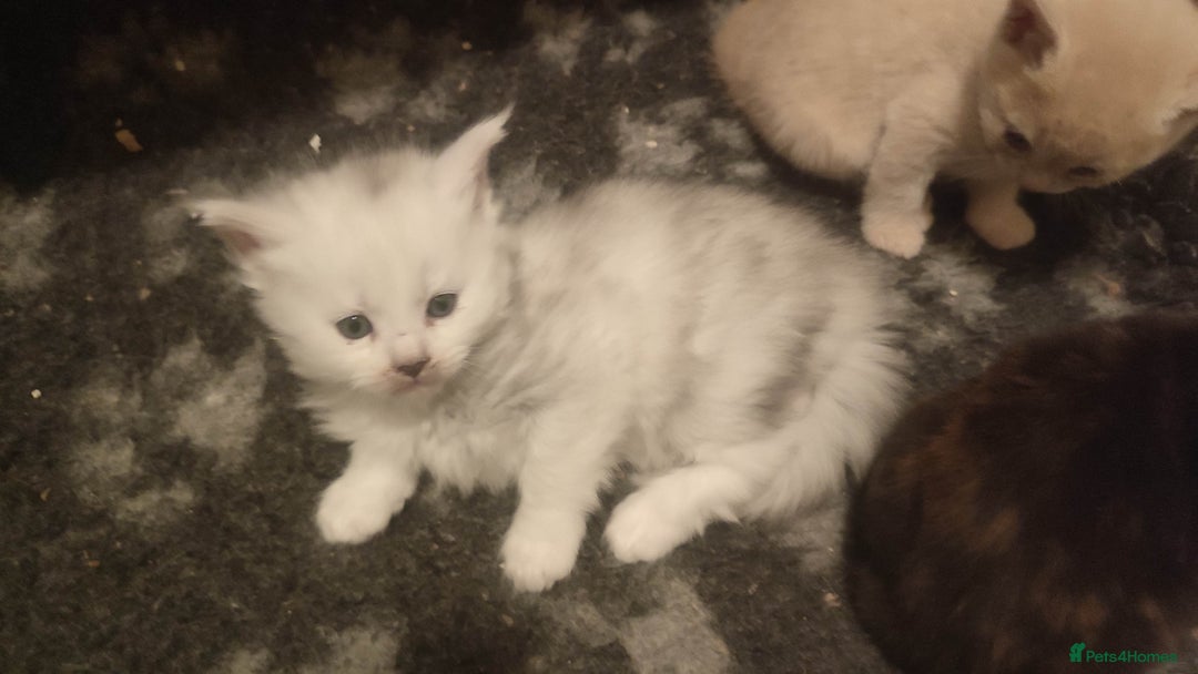 Maine Coon cats for sale: Tica Reg and fully health tested - Advert 35