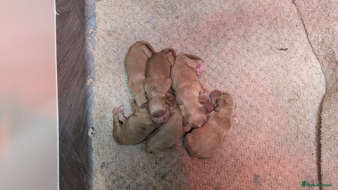 Cocker Spaniel dogs for sale: Adorable Working-Type Cocker Spaniel Puppies  - Image 4