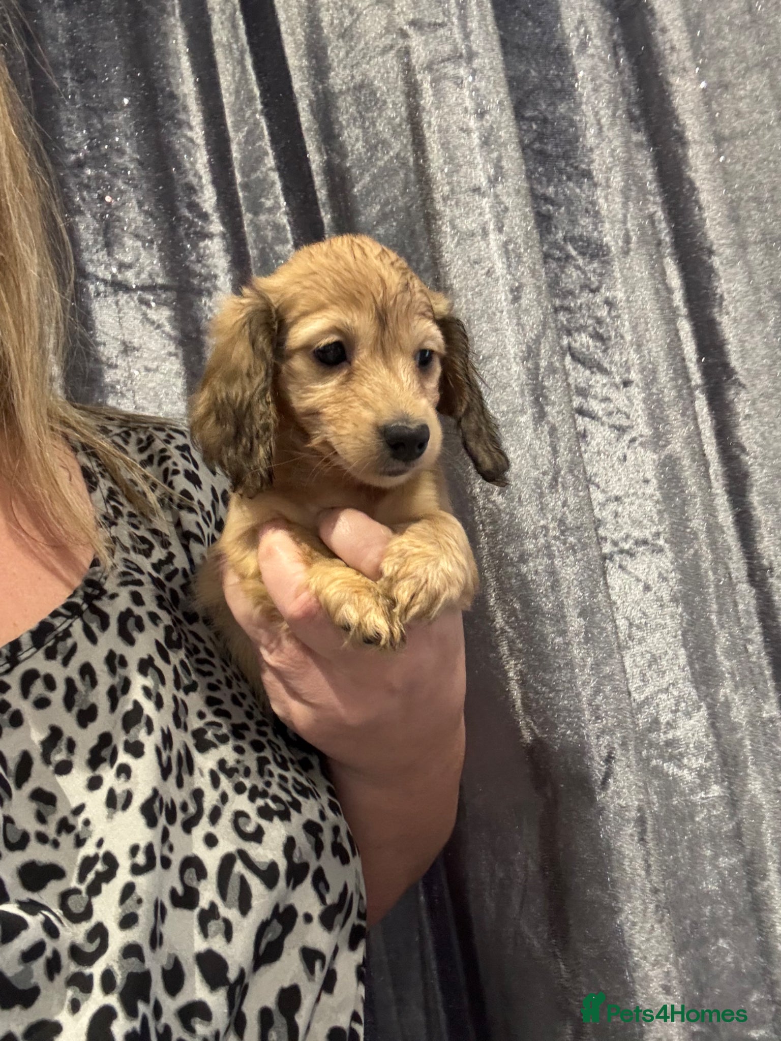 Dachshund dogs Longhaired cream amazing bloodline  - Advert 2