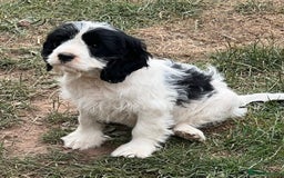 Cavapoo dogs for sale: Super healthy Cavapoo boys.Ready now - Image 4