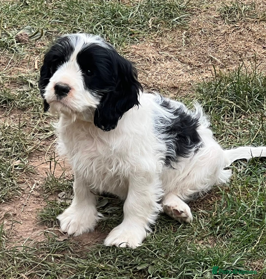 Cavapoo dogs for sale: Super healthy Cavapoo boys.Ready now - Image 4