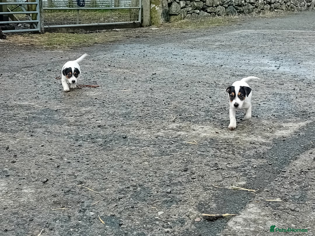 Jack Russell dogs for sale: Jack Russell Puppies  - Image 2