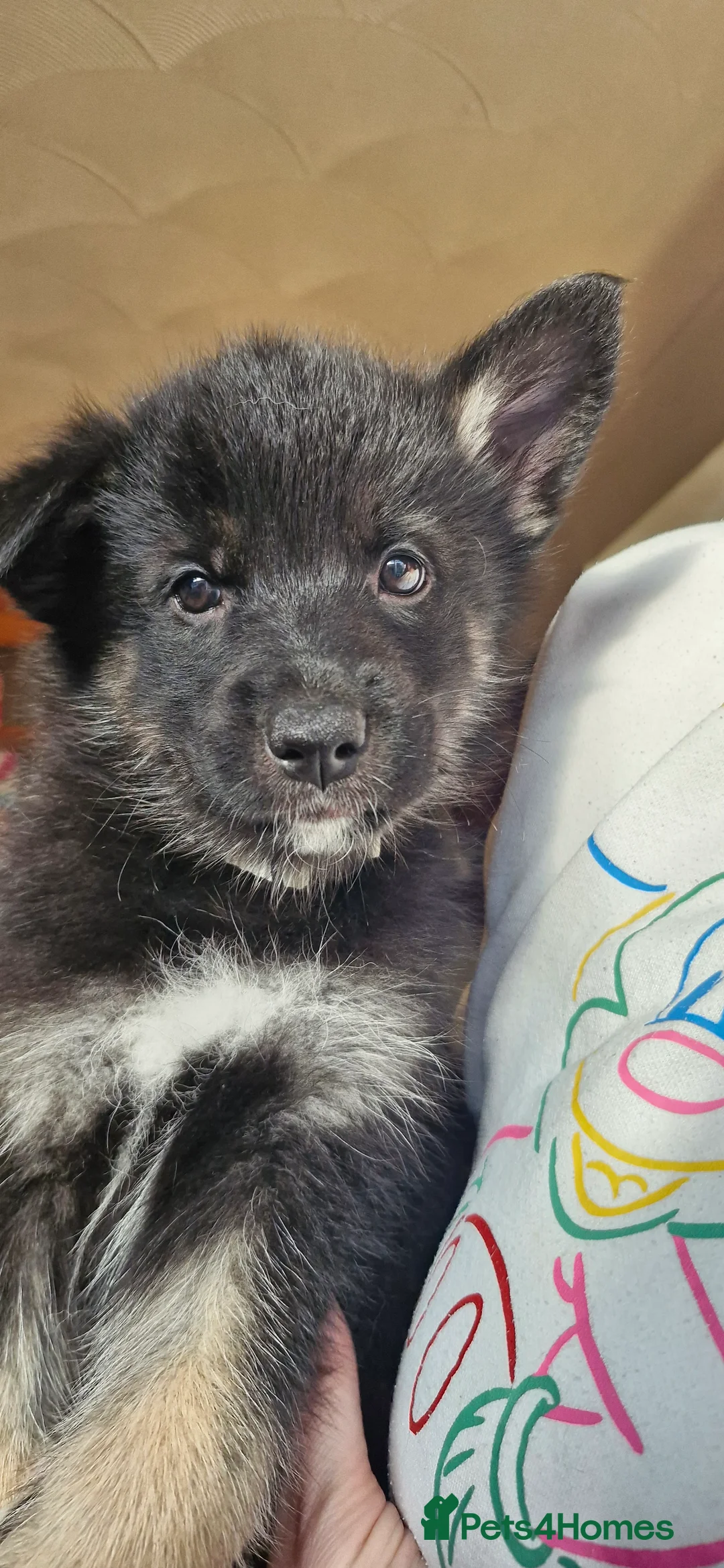 Mixed Breed dogs for sale: German sheperd Malamute  - Advert 29