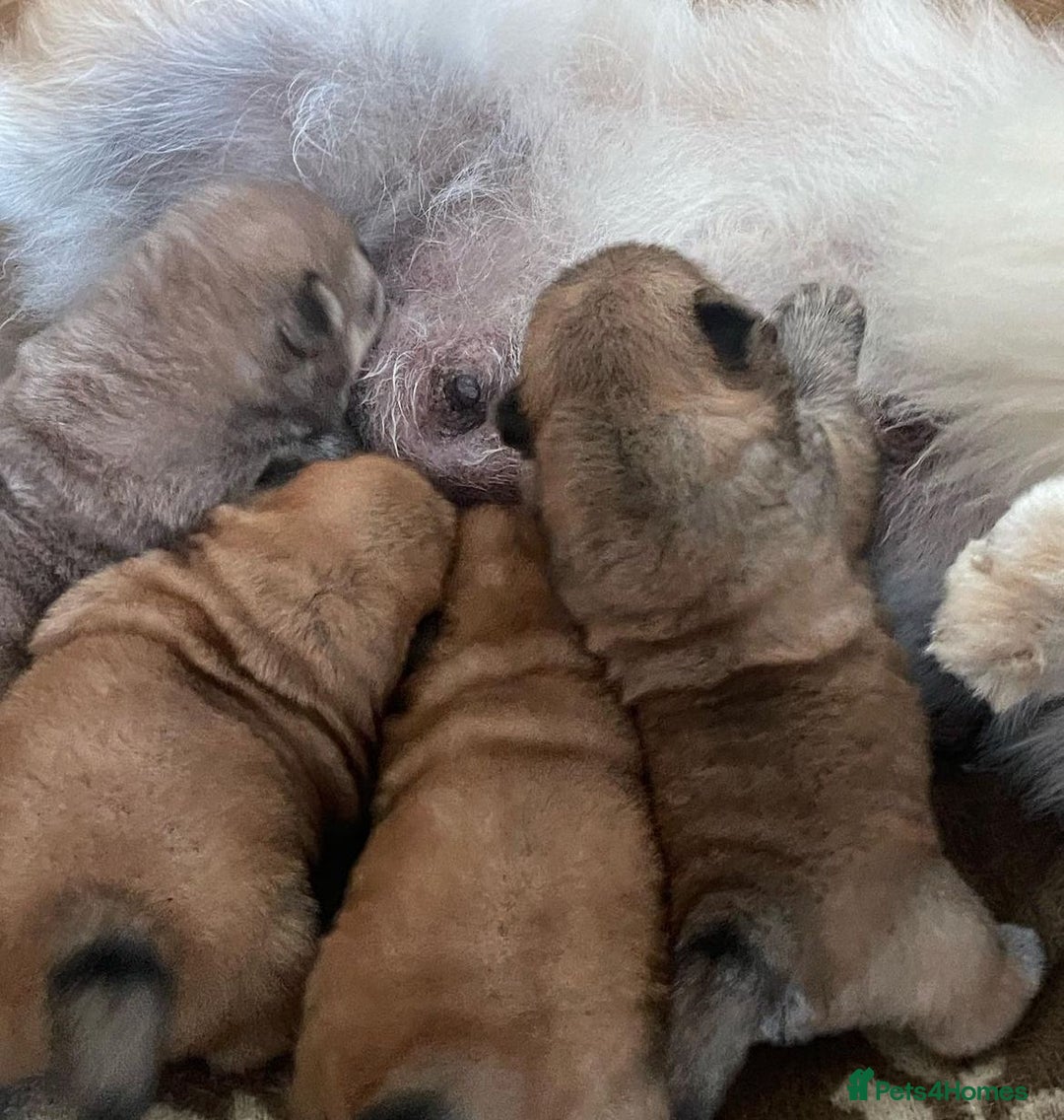 Chow Chow dogs for sale: Kc Registered Chow Chow Pups - Image 14