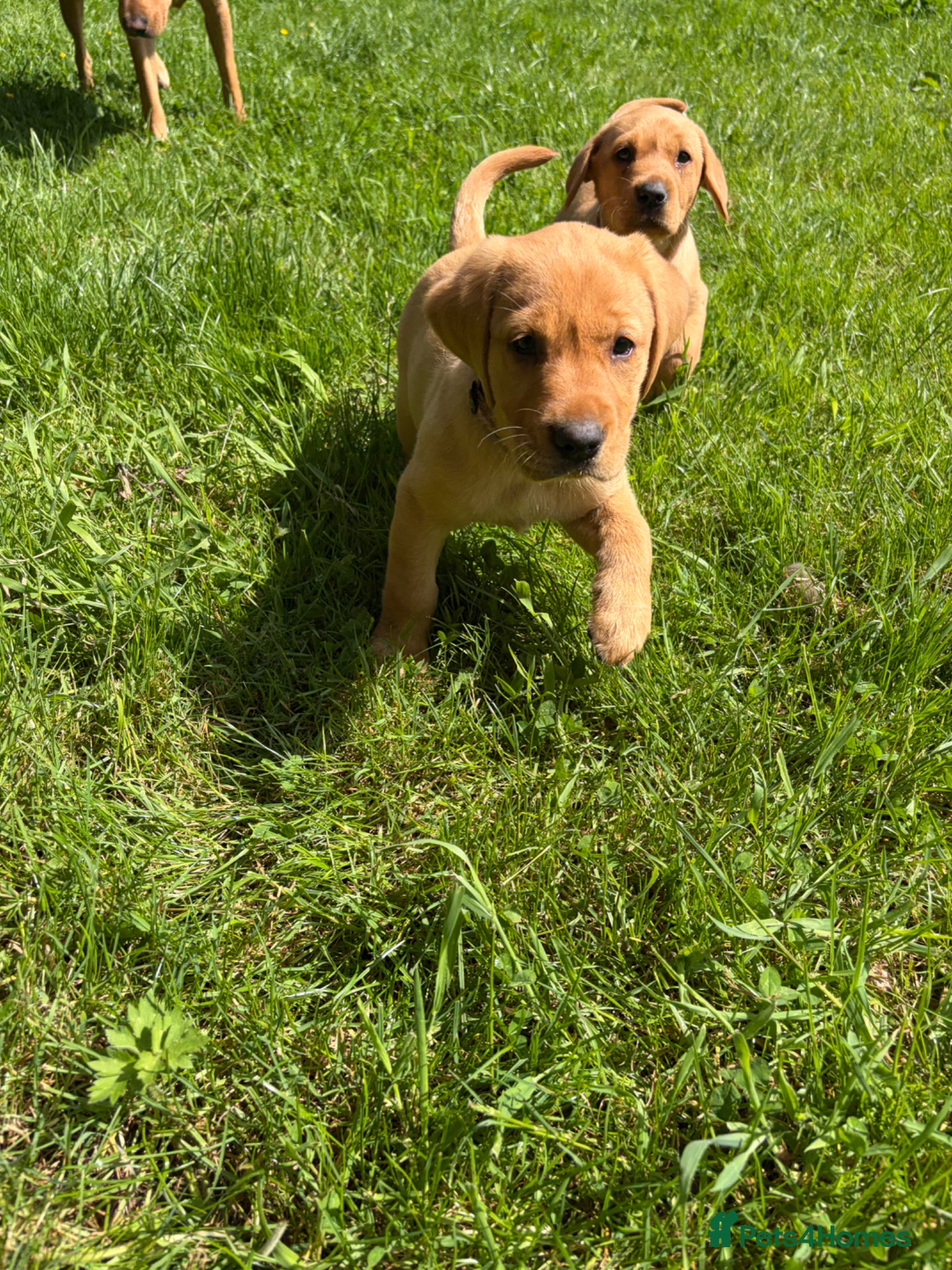 Labrador Retriever dogs 1 girl left  - Advert 4