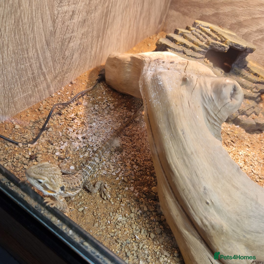 Bearded Dragon reptiles for sale: Baby bearded with set up  - Image 4
