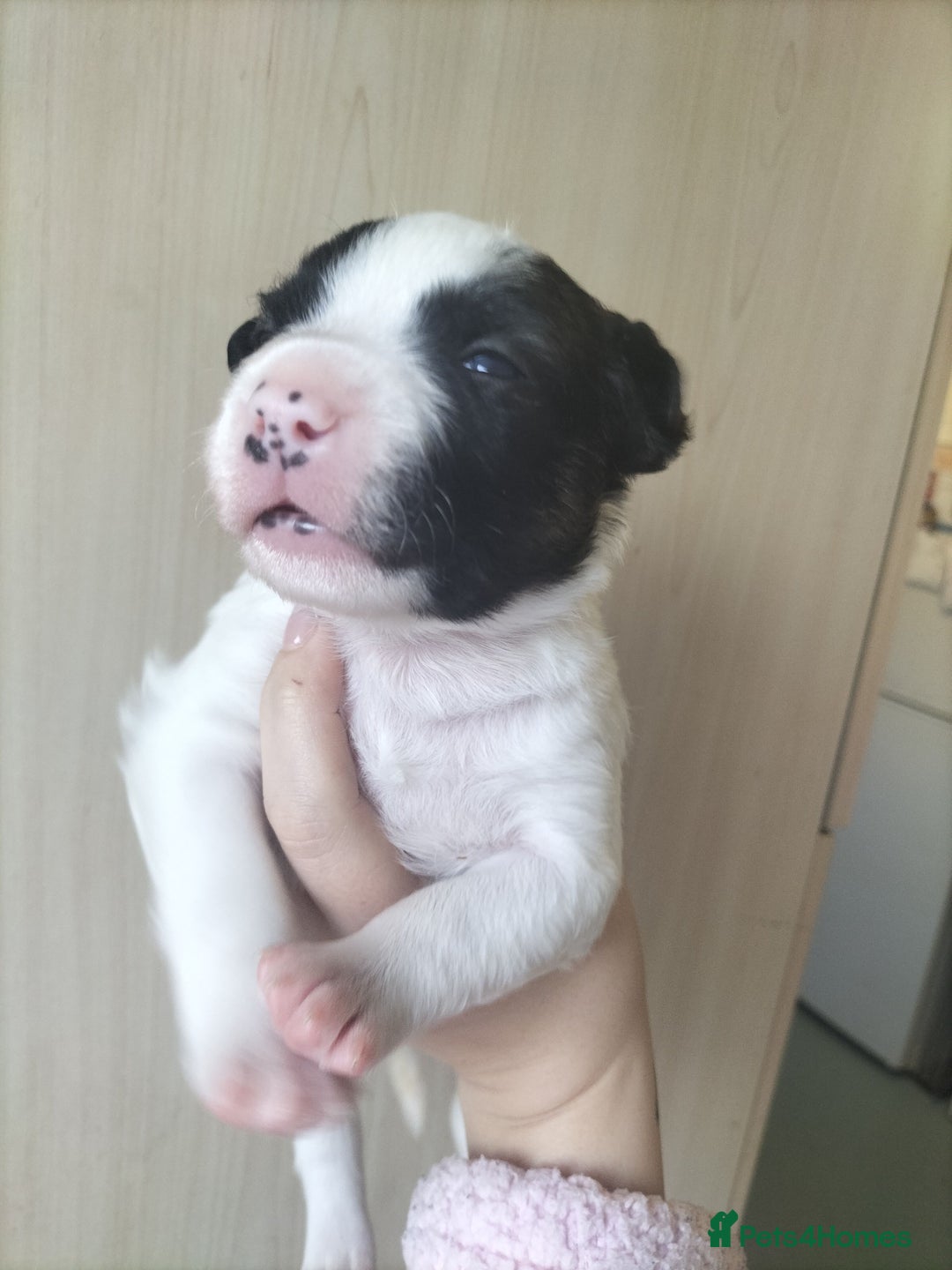Mixed Breed dogs for sale: Cute litter of puppies  - Advert 14