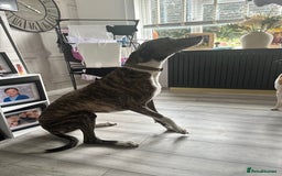Lurcher dogs for sale: Miss  - Image 2