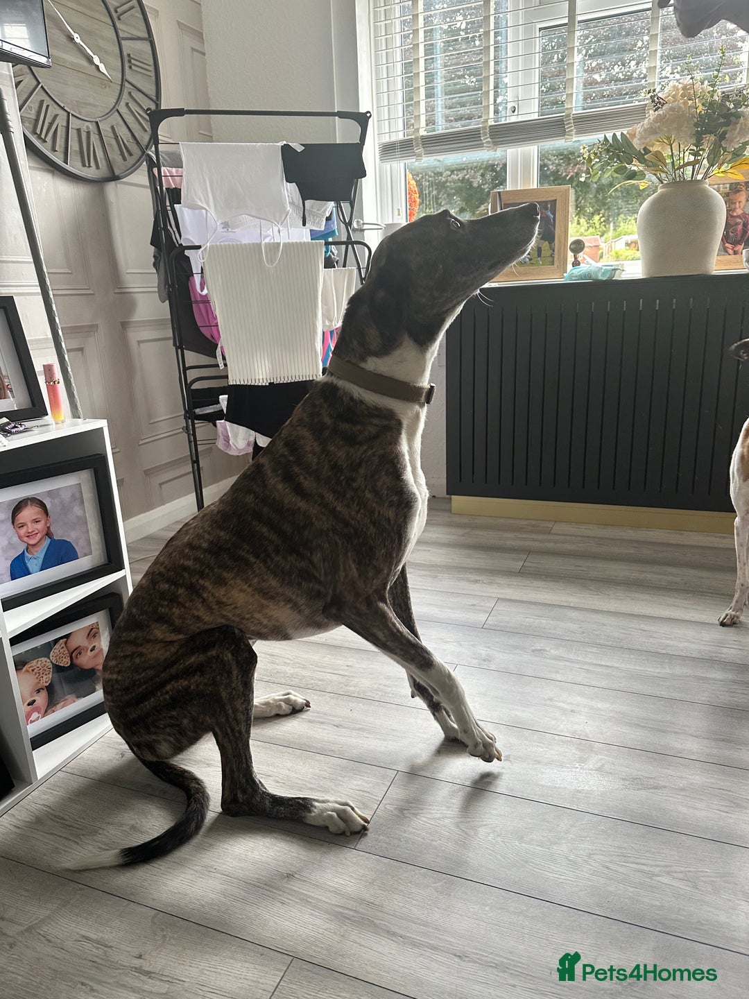 Lurcher dogs for sale: Miss  - Image 2