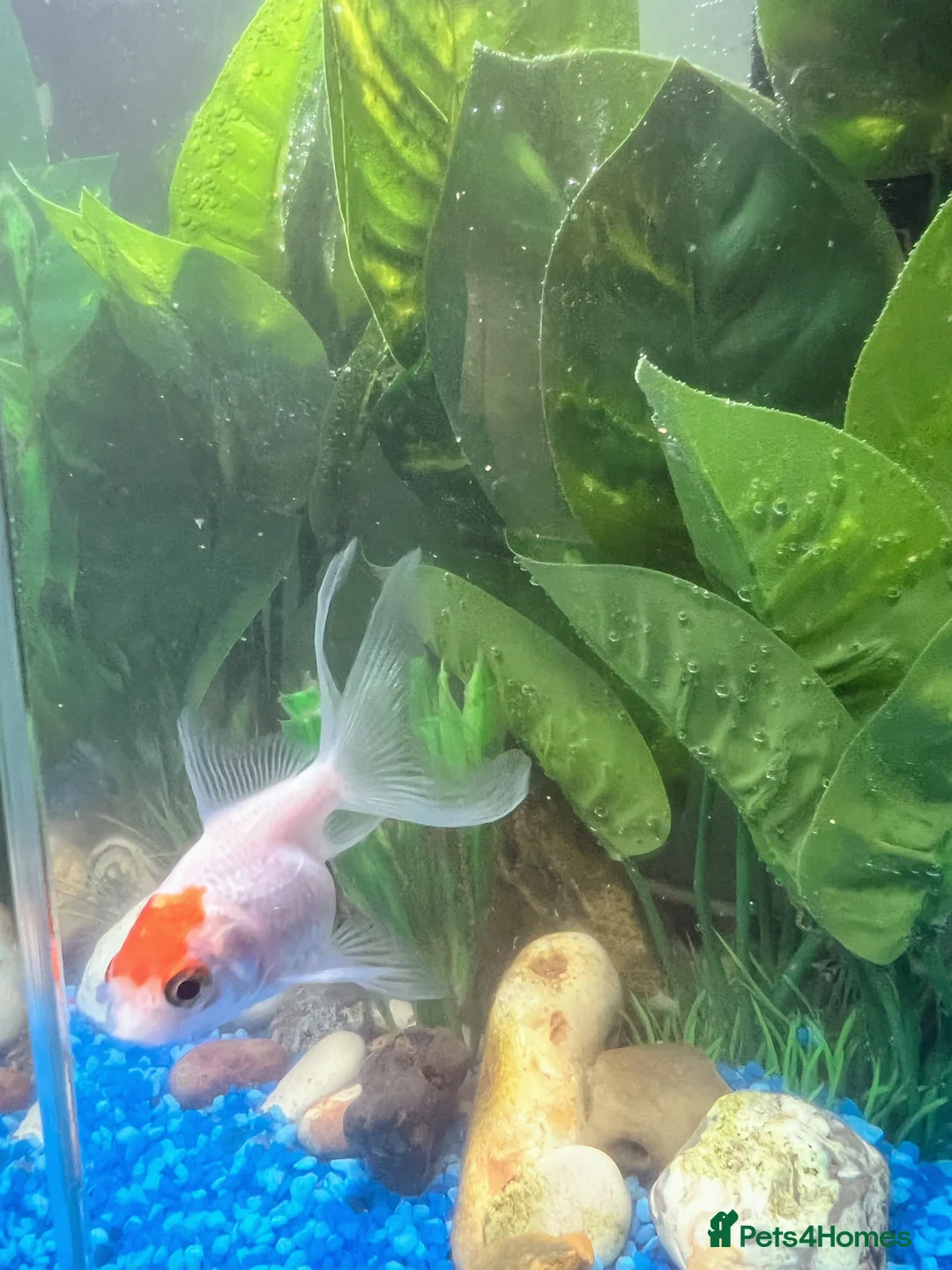 Fancy Goldfish fish for sale: Fancy Redcap Goldfish x 2  - Advert 2