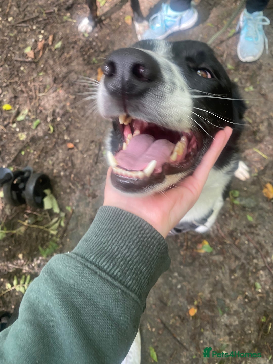 Border Collie dogs for sale: Border collie for rehome - Advert 2