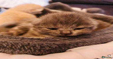 British Shorthair cats - Advert 7