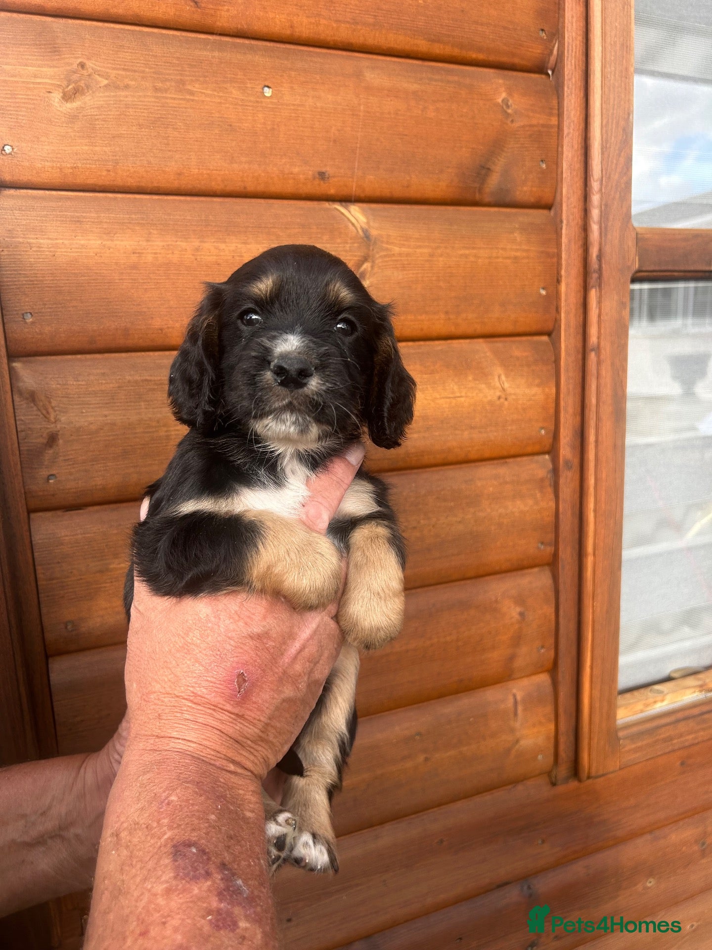 Cocker Spaniel dogs Cocker spaniel puppies  3 boys  - Advert 12