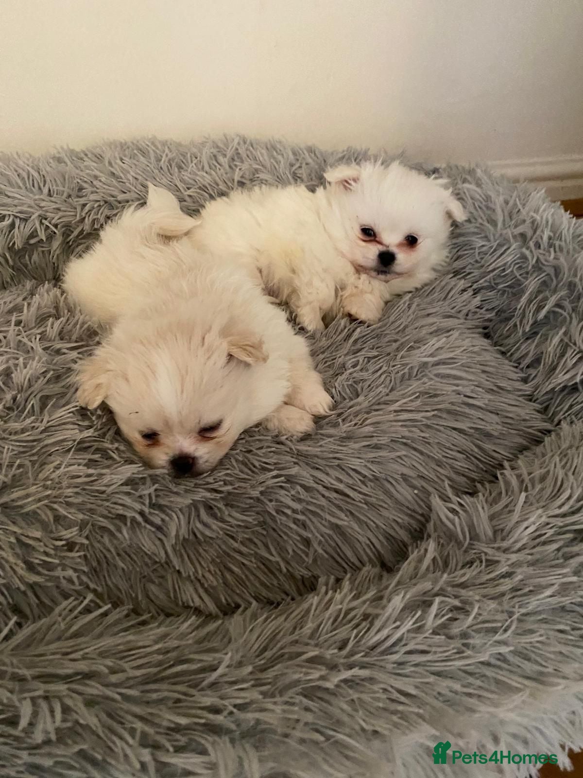 Pomeranian dogs Pomeranian Puppies - Advert 16