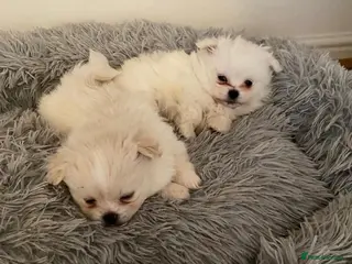 Pomeranian dogs Pomeranian Puppies - Advert 16