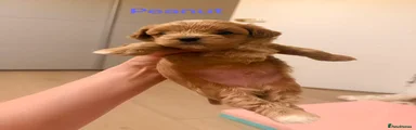 Peanut