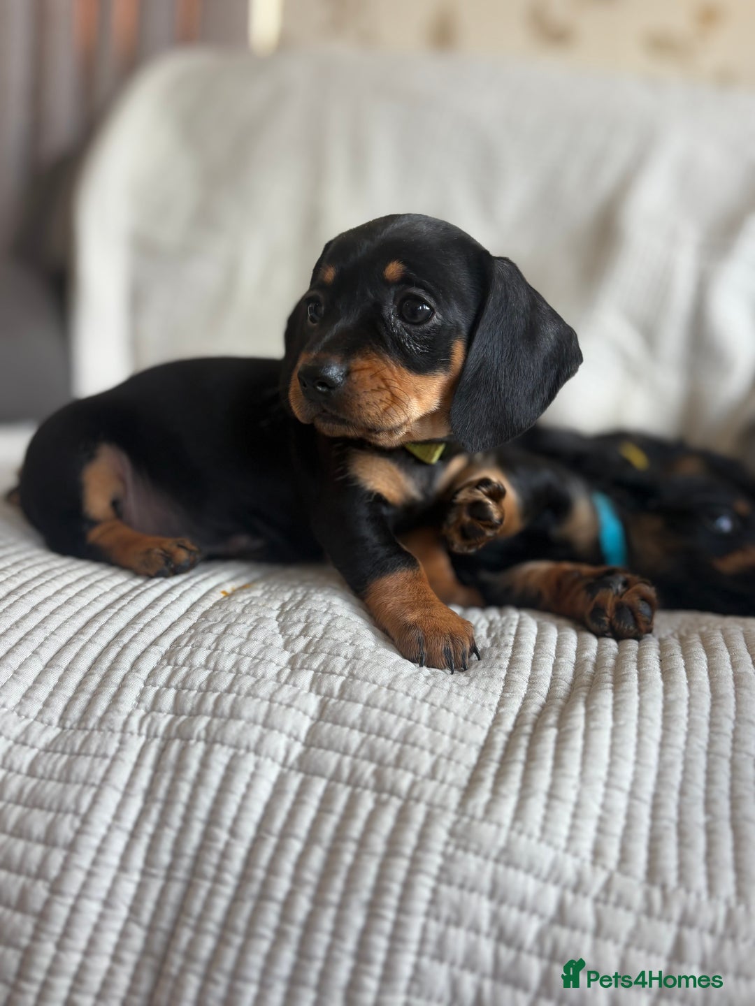 Dachshund dogs for sale: Dachshund  - Image 14
