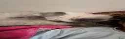 Ragdoll cats for sale: RAGDOLL CAT FOR SALE - URGENT  - Advert 3
