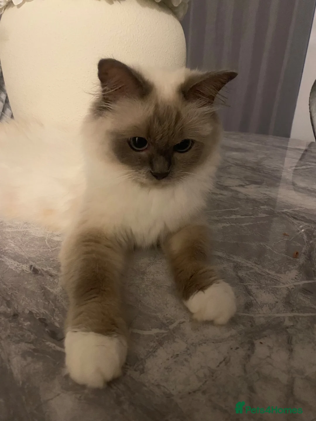 Ragdoll cats for sale: Beautiful Ragdoll - Advert 2