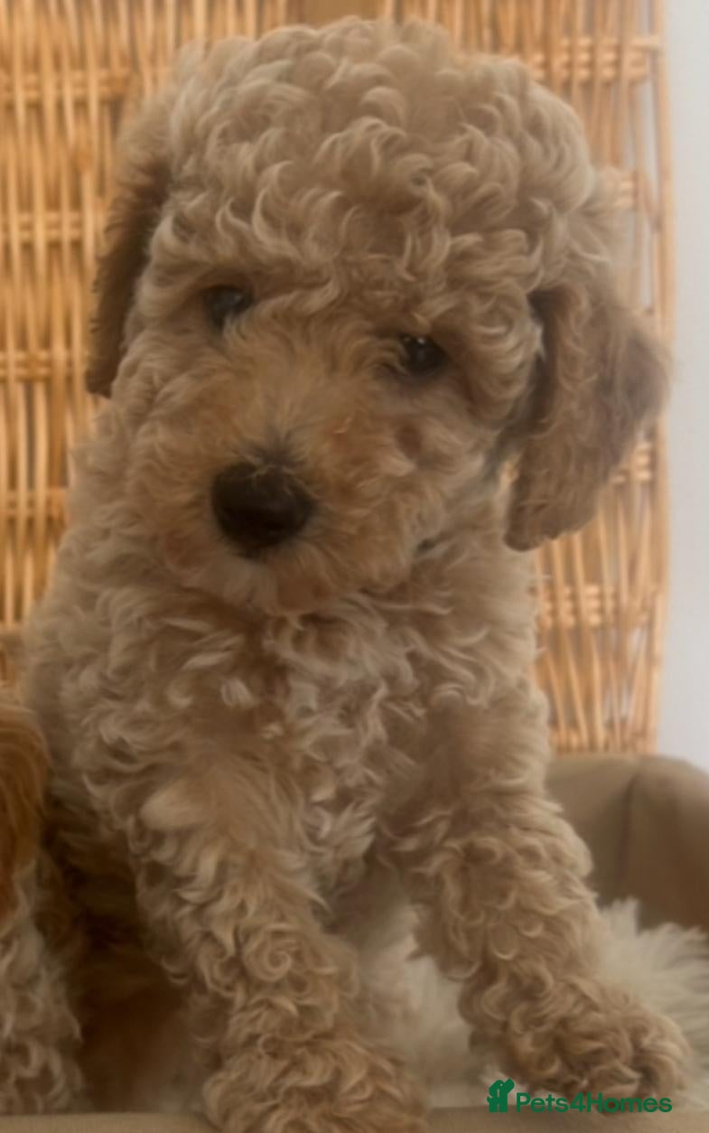 Mixed Breed dogs Unusual Café Au Lait Poodle Puppies - Advert 2