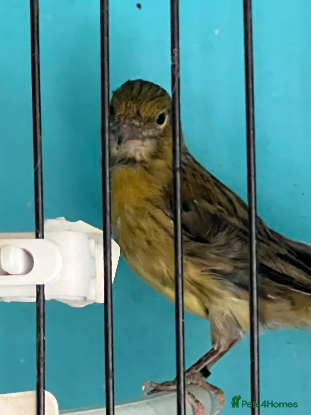Canaries birds for sale: Young canaries  - Advert 16