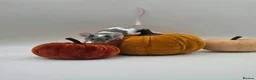 Mouse rodents for sale: girl mice - Advert 3