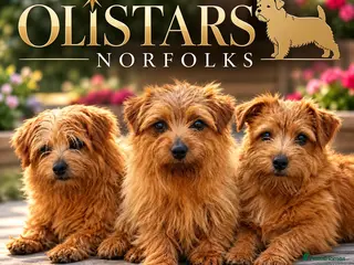 Norfolk Terrier dogs Olistars Norfolks litters due - Advert 1
