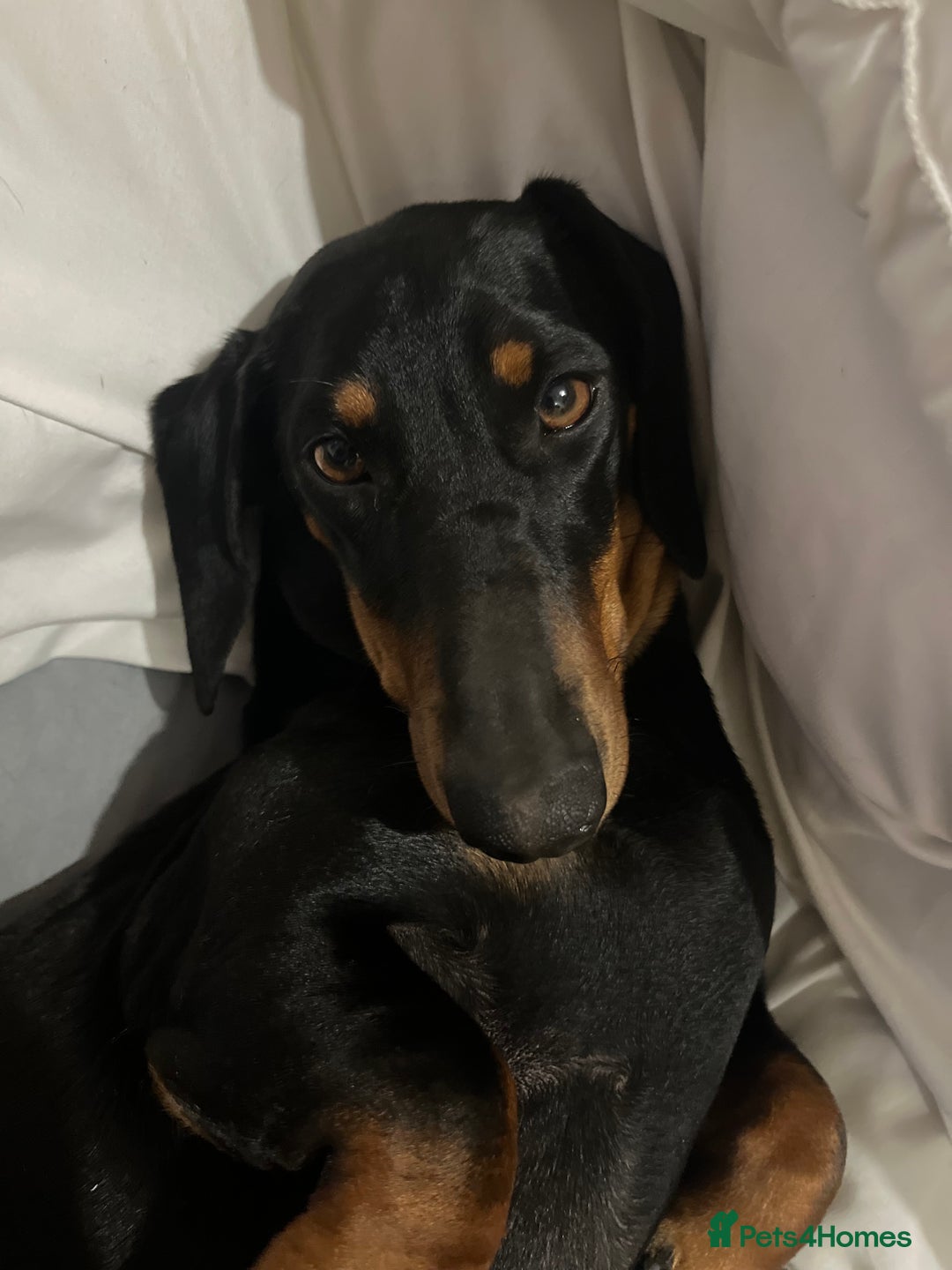 Mixed Breed dogs for sale: Dachshund crosss border collie - Image 7