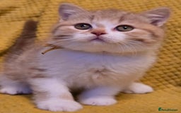 British Shorthair cats for sale: Pedigree, British Shorthair, TICA reg kittens - Image 8