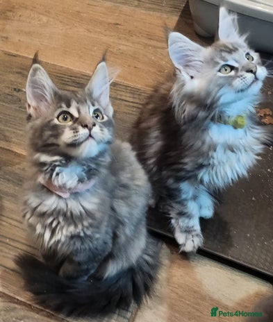 Maine Coon cats for sale in Barnsley - Advert 3