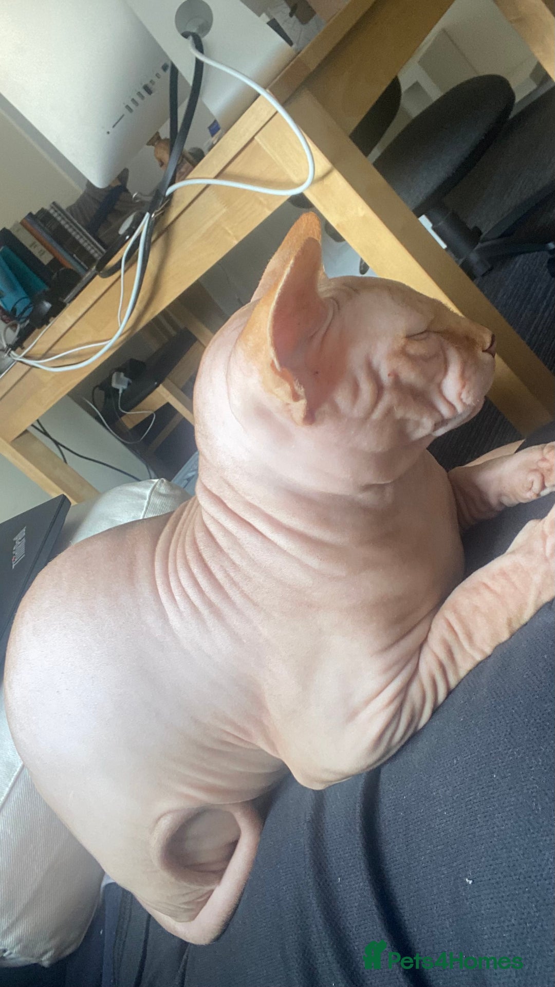 Sphynx cats for stud: Aslan  - Advert 5