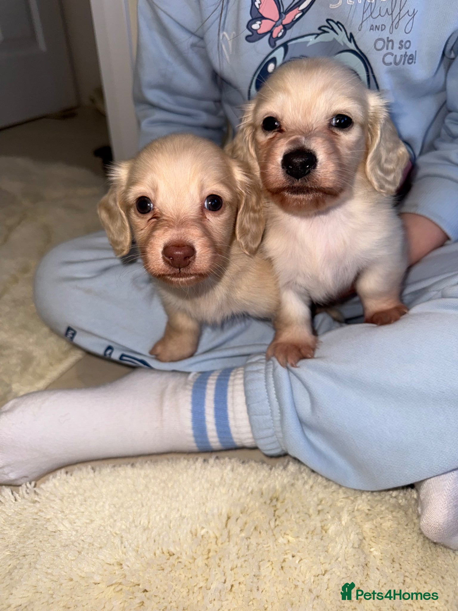 Miniature Dachshund dogs eeii Bright cream KC! Longhair miniature dachshund - Advert 1