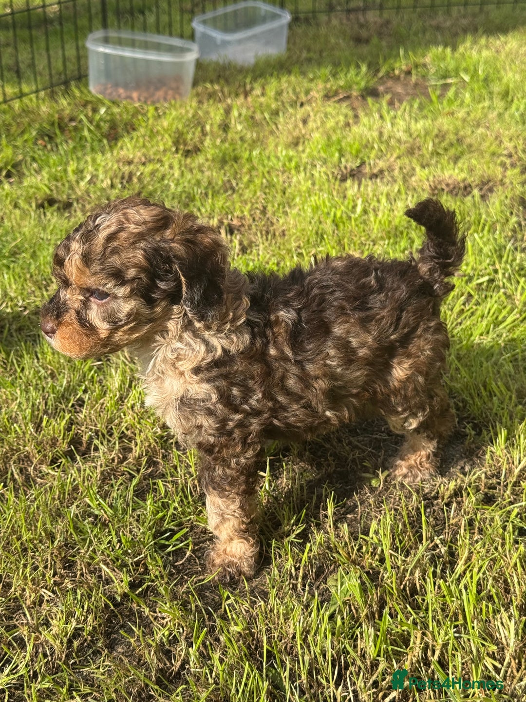 Mixed Breed dogs for sale: Chocolate merl Cockerpoo puppies - Image 6