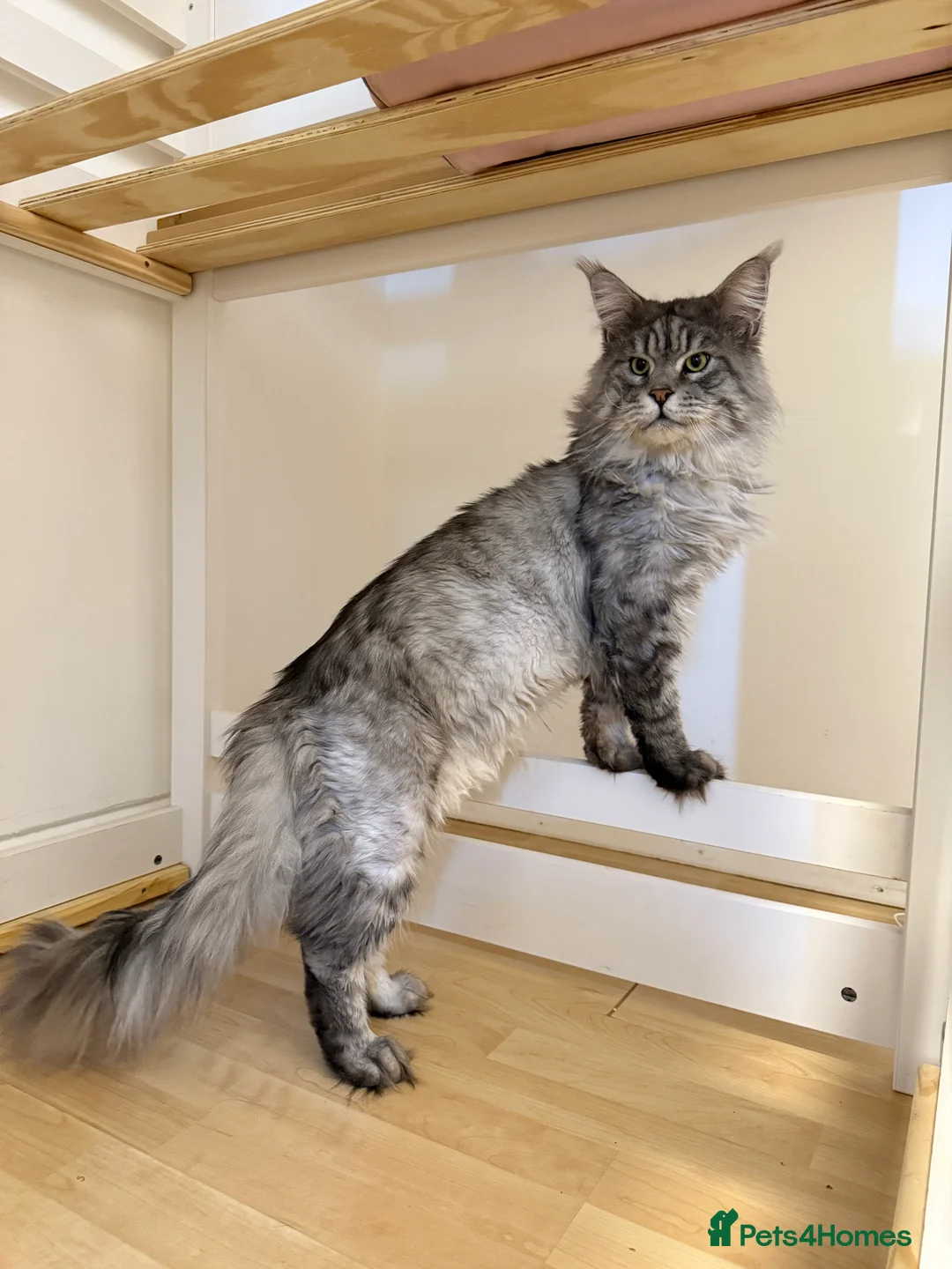 Maine Coon cats for sale: Purebred Adorable Maine Coon Kittens Available - Advert 8