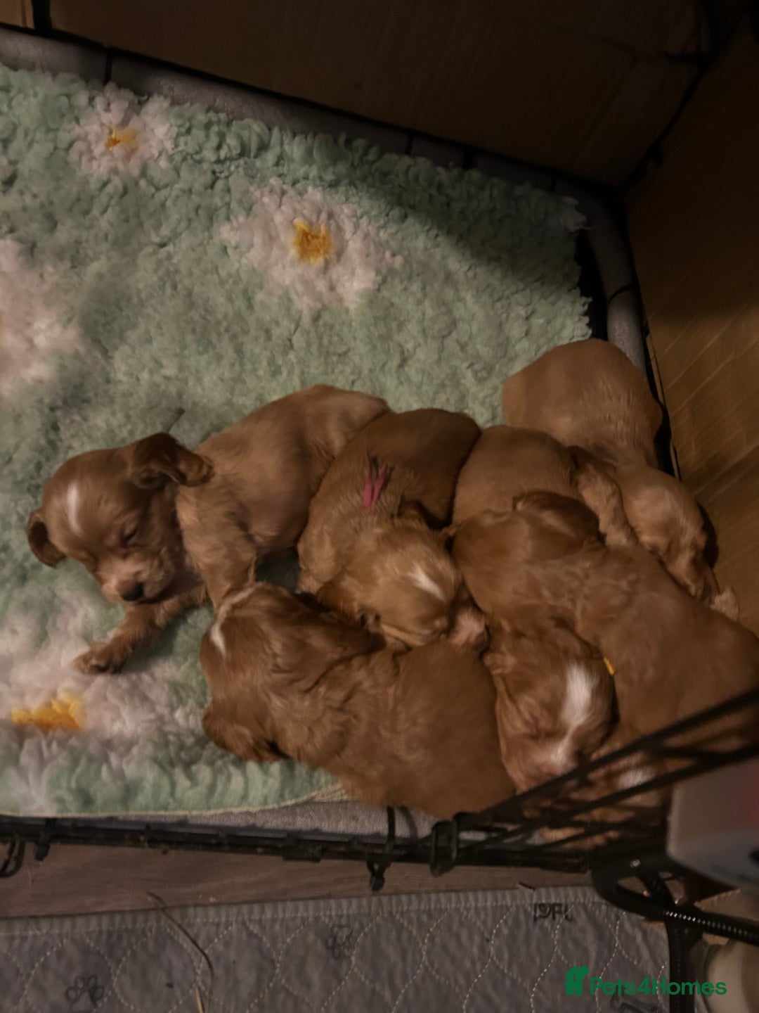 Cocker Spaniel dogs for sale: Lovely spaniels  - Advert 2