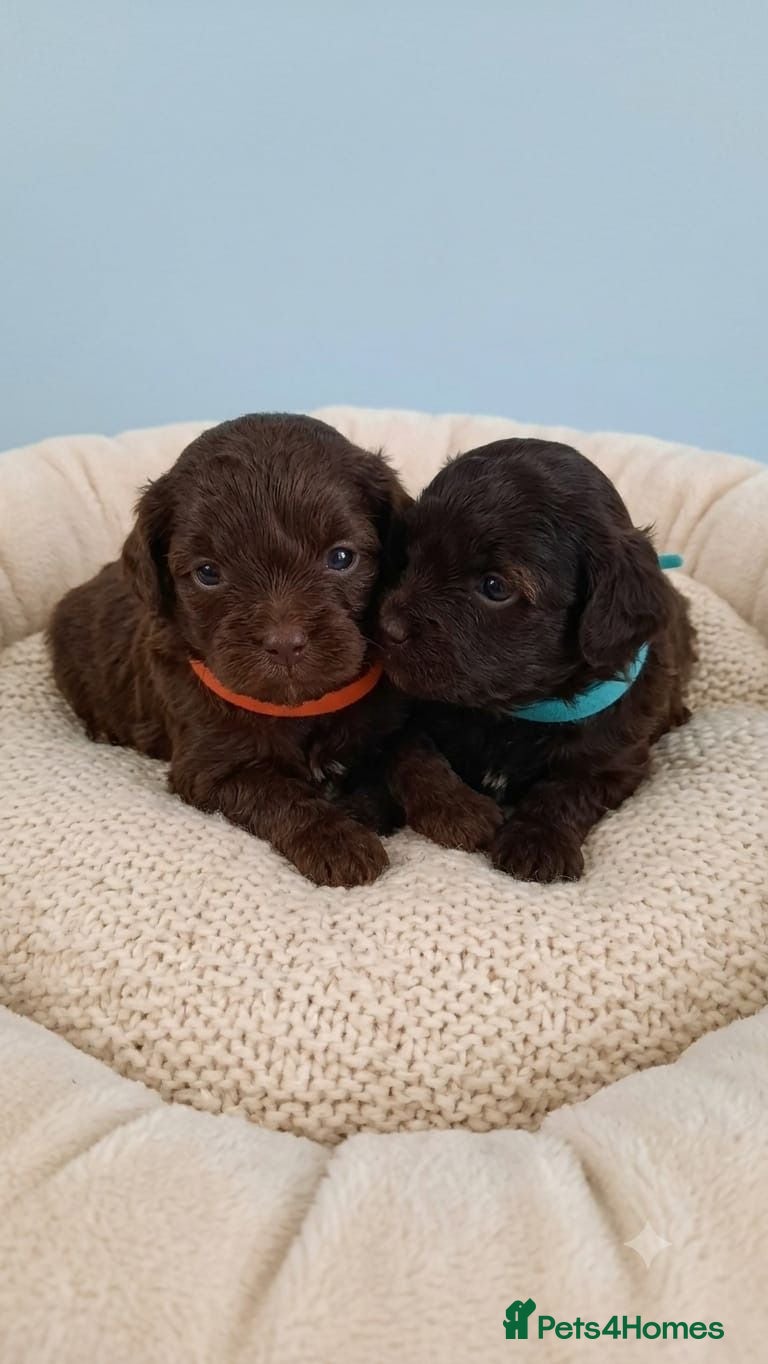 Shihpoo dogs Shipoo Pups for sale - Advert 11